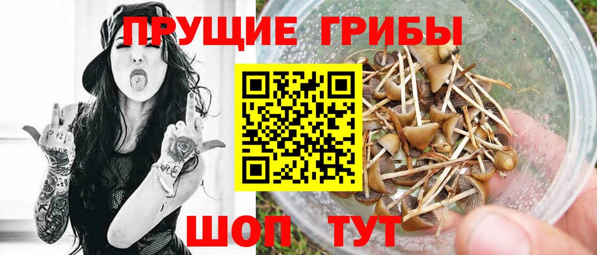 Псилоцибиновые грибы Psilocybine cubensis Кимры